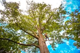 Best Stump Grinding and Removal  in Port Jervis, NY
