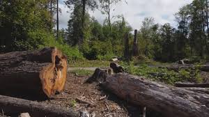 Best Tree Disease Treatment  in Port Jervis, NY