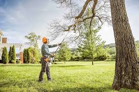 Best Fruit Tree Pruning  in Port Jervis, NY