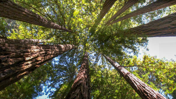 Best Tree Cabling and Bracing  in Port Jervis, NY
