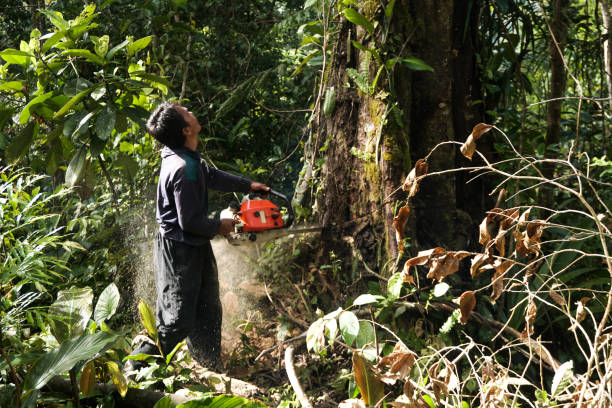Tree and Shrub Care in Port Jervis, NY