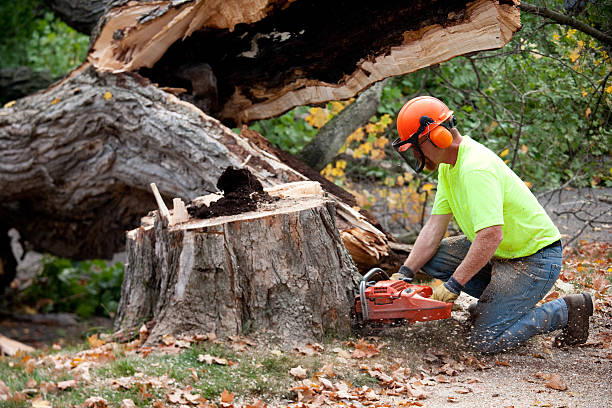 Best Tree Risk Assessment  in Port Jervis, NY