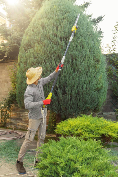 Best Hedge Trimming  in Port Jervis, NY