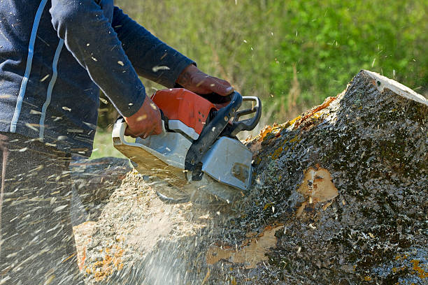 Best Root Management and Removal  in Port Jervis, NY