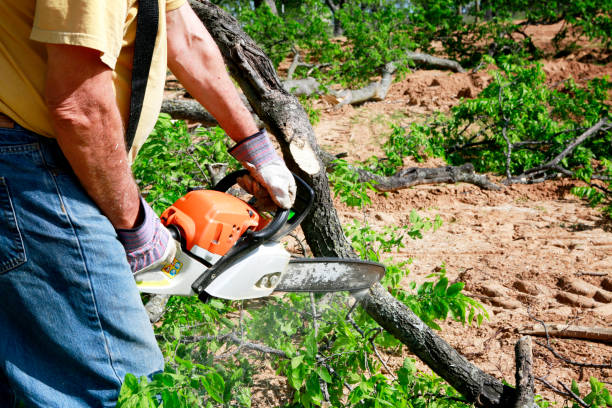 Best Lawn Renovation and Restoration  in Port Jervis, NY